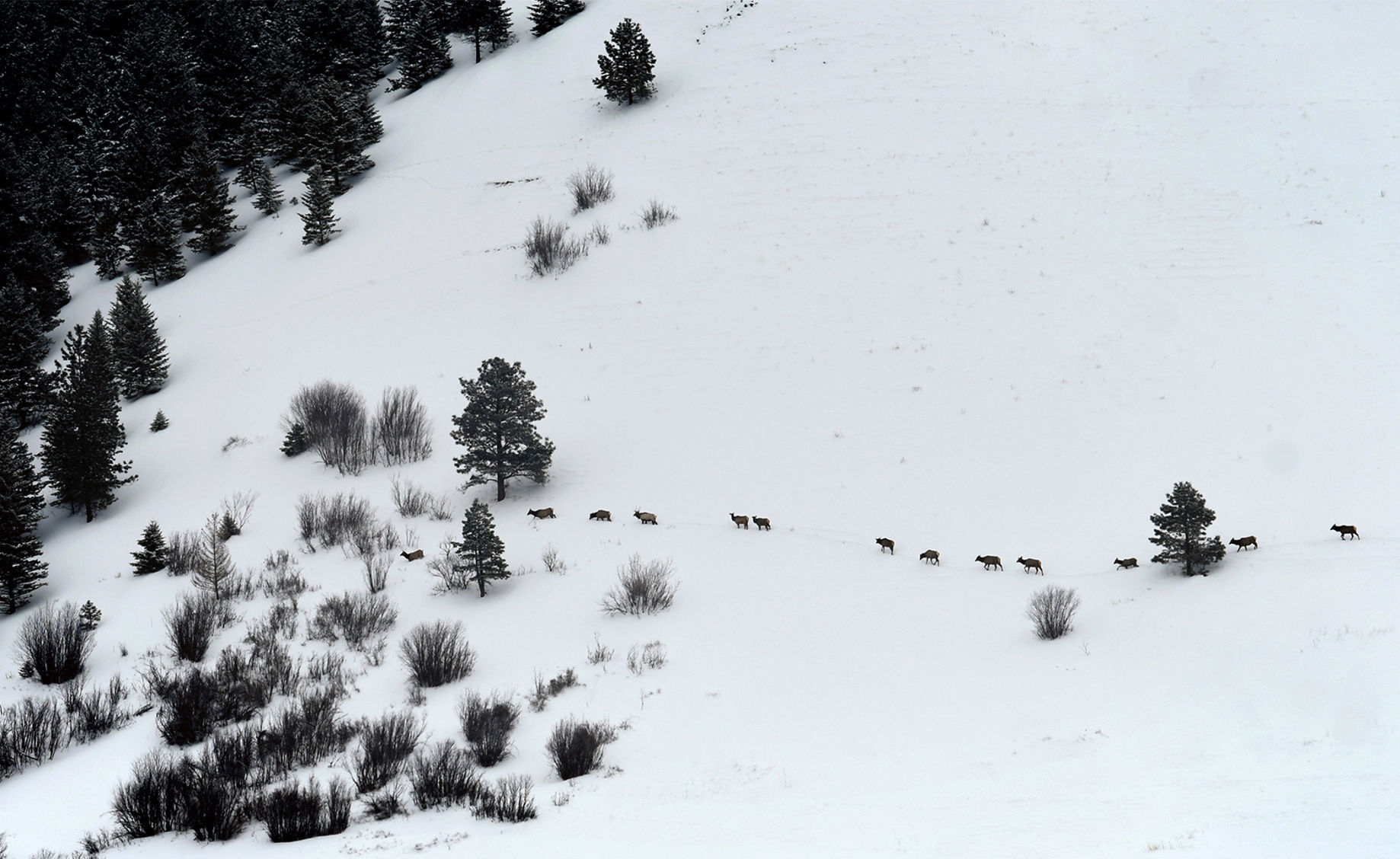 Herd of elk on Mount Jumbo